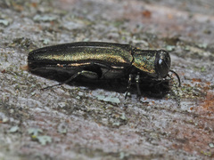 Agrilus viridis