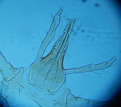 Ornithodoros knoxjonesi