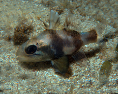 Apogonichthyoides timorensis