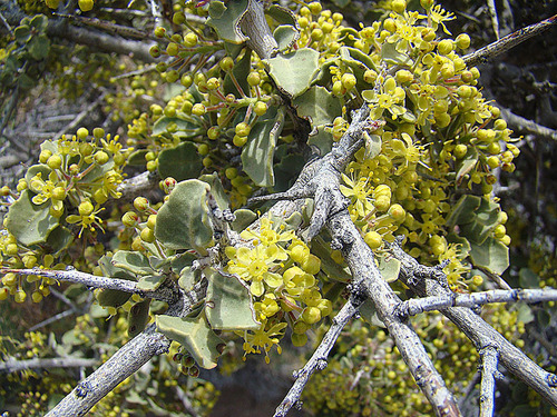 Schinus roigii