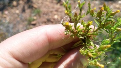 Rhynchopsidium sessiliflorum