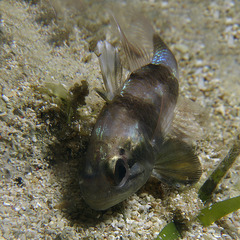 Apogonichthyoides timorensis