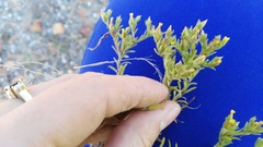 Rhynchopsidium sessiliflorum