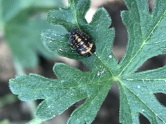 Coccinella septempunctata