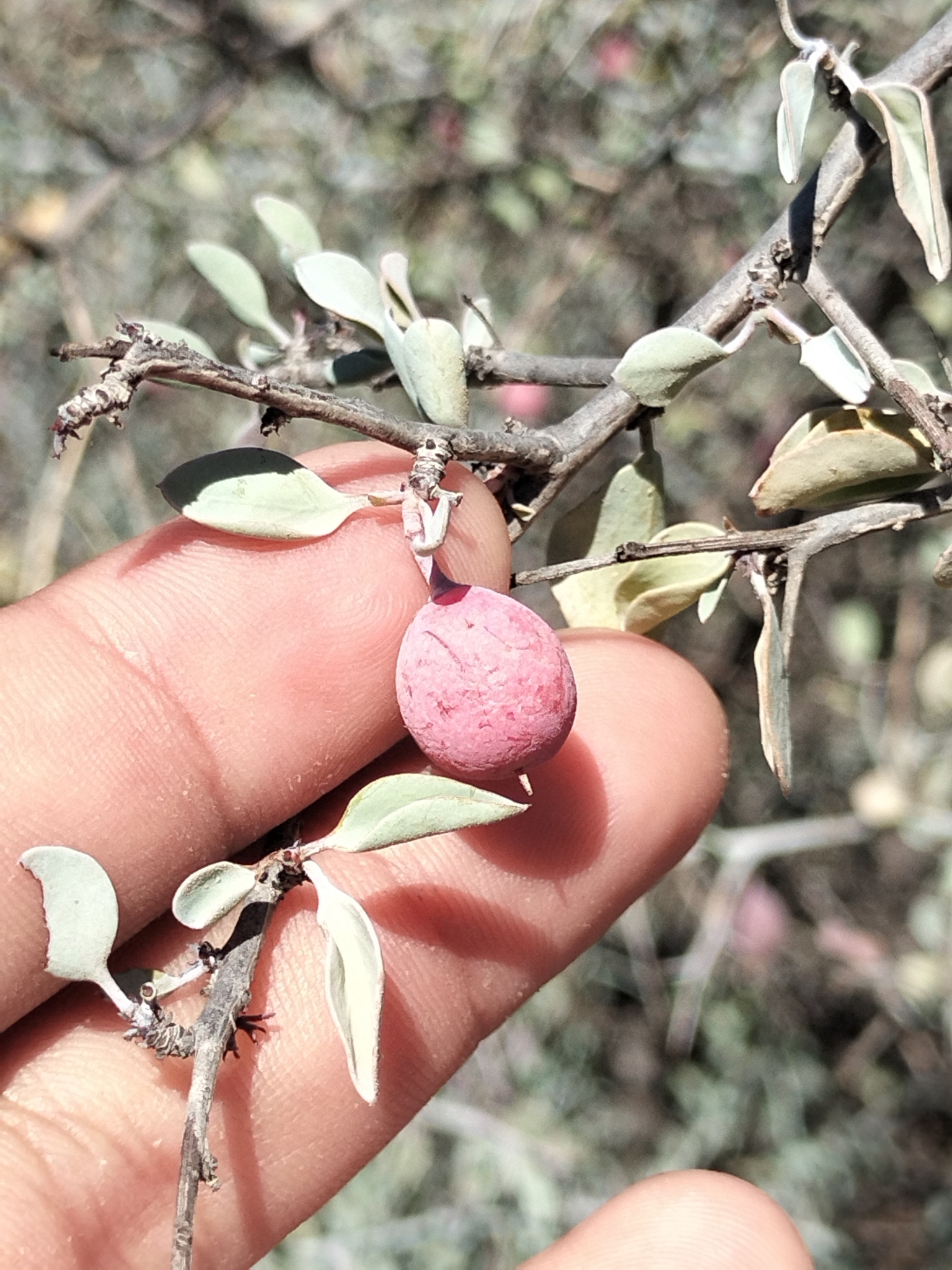 Ximenia glauca
