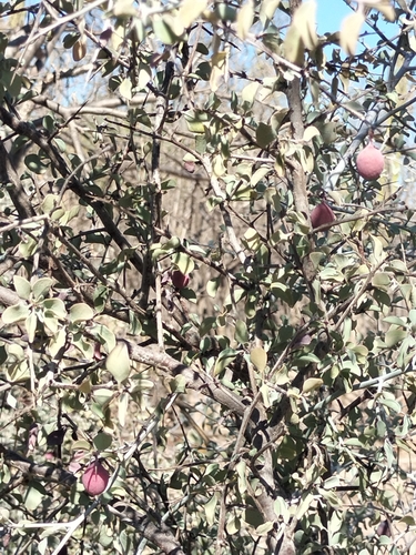 Image of Ximenia Glauca (Ximenia glauca) by no rights reserved