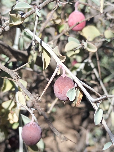 Image of Ximenia Glauca (Ximenia glauca) by no rights reserved
