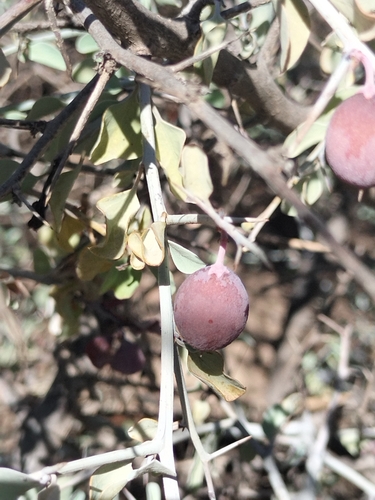 Image of Ximenia Glauca (Ximenia glauca) by no rights reserved