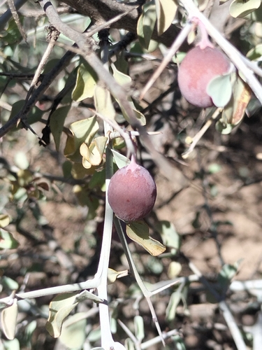 Image of Ximenia Glauca (Ximenia glauca) by no rights reserved