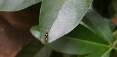 Chloromyia formosa