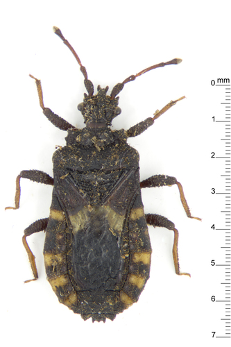 Artabanus observed 2014-10-04