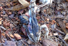 Lithobates forreri