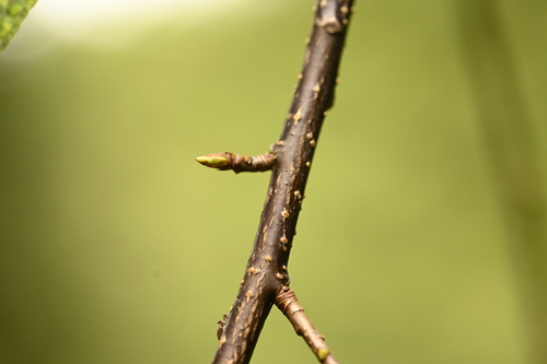 Prunus obtusata, photograph 2
