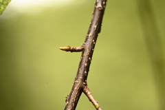 Prunus obtusata, photograph (c) 曾昱承 Yu-Cheng Zeng, some rights reserved (CC BY)