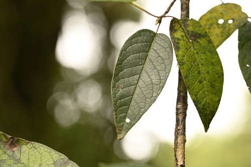 Prunus obtusata