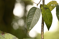 Prunus obtusata