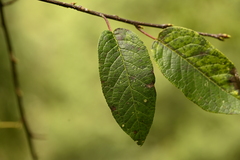 Prunus obtusata, photograph (c) 曾昱承 Yu-Cheng Zeng, some rights reserved (CC BY)