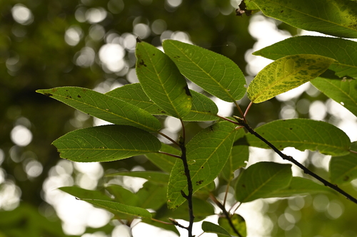 Prunus obtusata, photograph 5