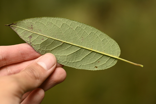 Prunus obtusata, photograph 3
