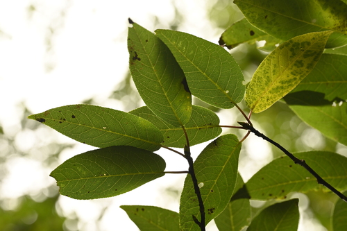 Prunus obtusata, photograph 6