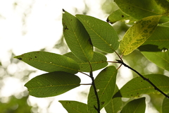 Prunus obtusata, photograph (c) 曾昱承 Yu-Cheng Zeng, some rights reserved (CC BY)