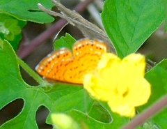 Riodinidae