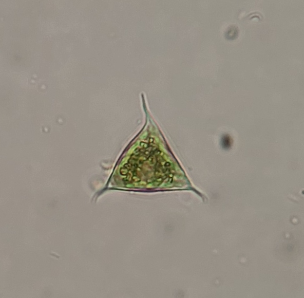 Tetraedriella spinigera