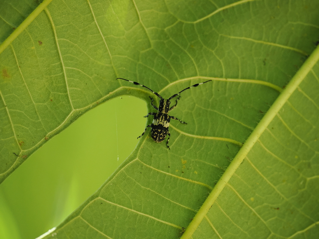 Cacia shirupiti