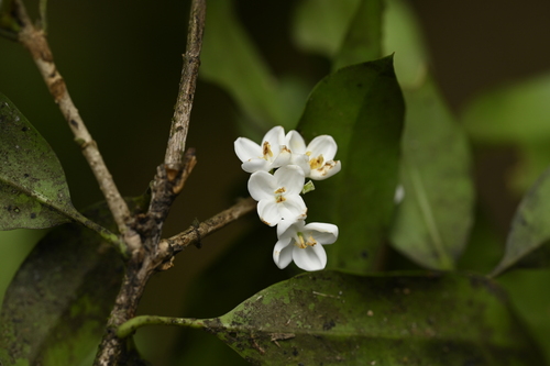 Image of Osmanthus heterophyllus by (c) 曾昱承 Yu-Cheng Zeng, some rights reserved (CC BY)