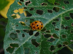 Basiprionota decempustulata