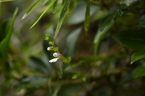 Image of Euphrasia transmorrisonensis by (c) 曾昱承 Yu-Cheng Zeng, some rights reserved (CC BY)