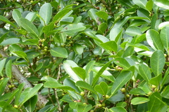 Ficus reflexa