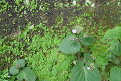Epithema ceylanicum