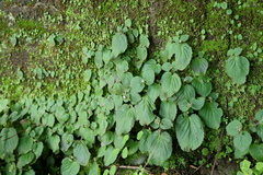 Epithema ceylanicum