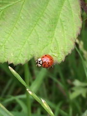 Harmonia axyridis