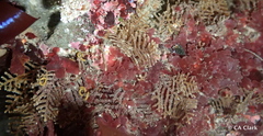 Abietinaria