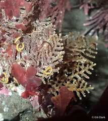Abietinaria