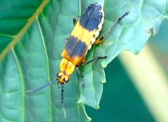Daiphron proteum