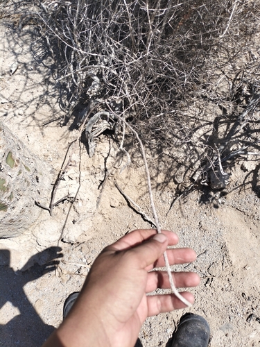 Image of Peniocereus striatus by no rights reserved