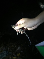 Cyrtodactylus pulchellus