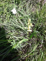 Platanthera bifolia