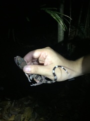 Cyrtodactylus pulchellus