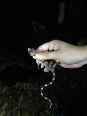 Cyrtodactylus pulchellus