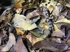 Cyrtodactylus pulchellus