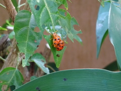 Basiprionota decempustulata