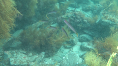 Trachinops noarlungae