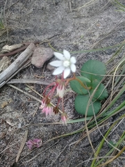 Crassula capensis
