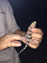 Cyrtodactylus pulchellus