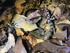 Cyrtodactylus pulchellus