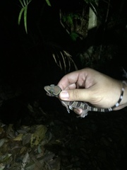 Cyrtodactylus pulchellus